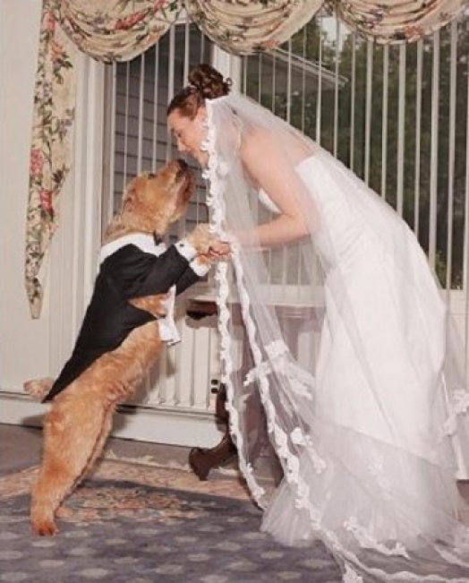 Брак с собакой